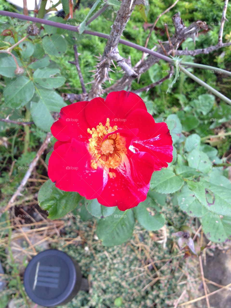 Red rose, backyard flower garden
