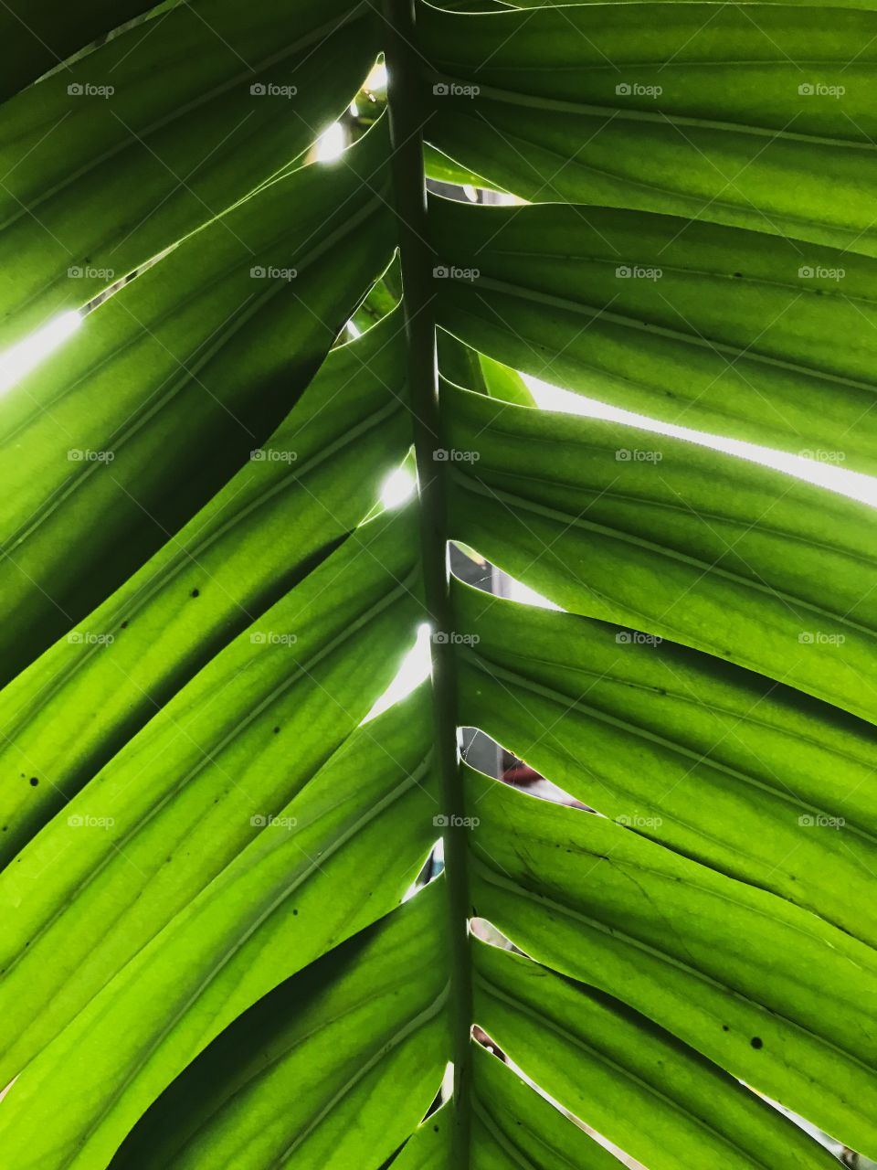 Leaf light