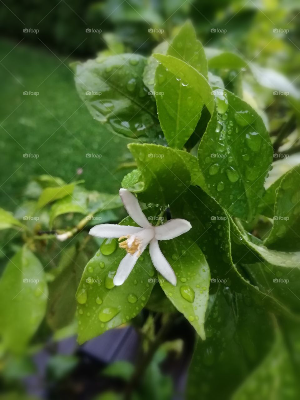 Lemon blossom. Lemon tree leaves covered by rain drops