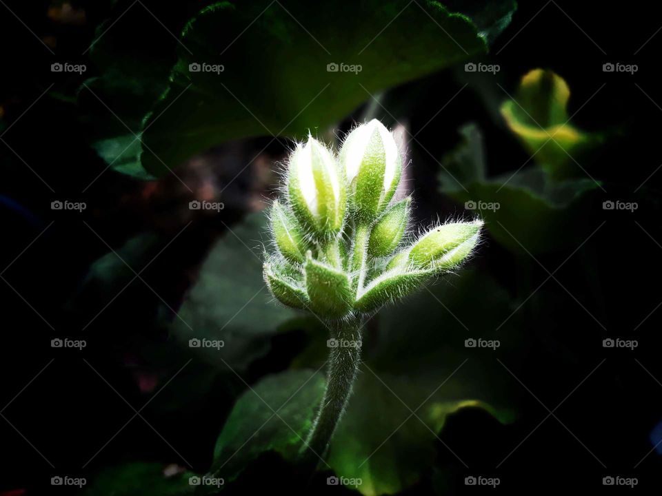 Wonderful is the process of nature, lovely geranium buds in bloom