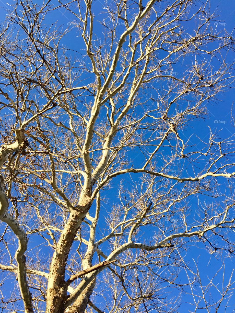 Giant Sycamore 