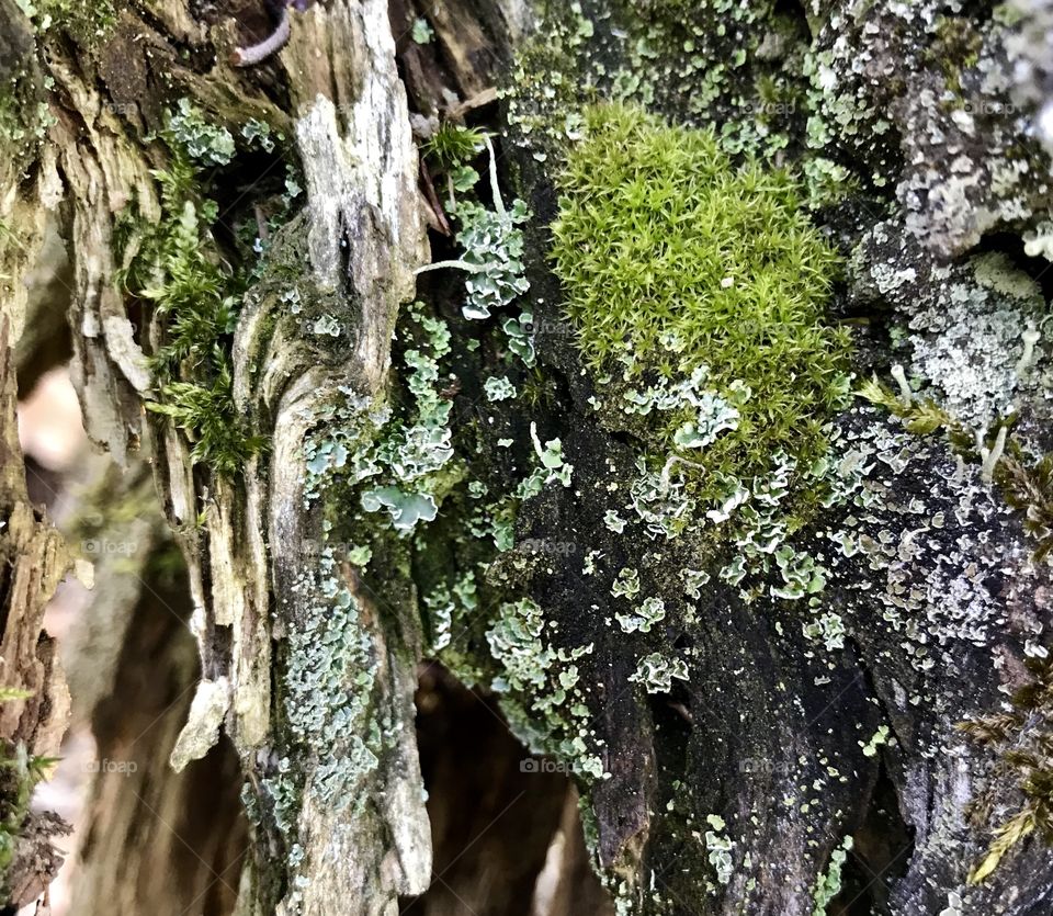 Moss and Mushroom 