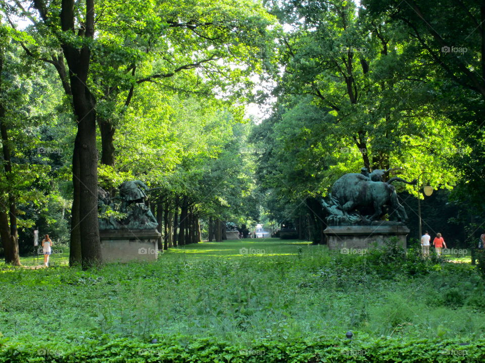 Tree, Landscape, Park, Wood, Leaf