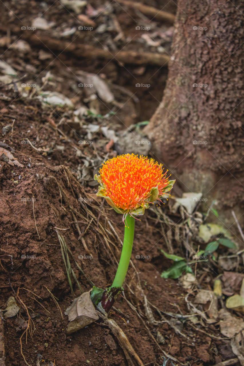 wild flower growing in the forest