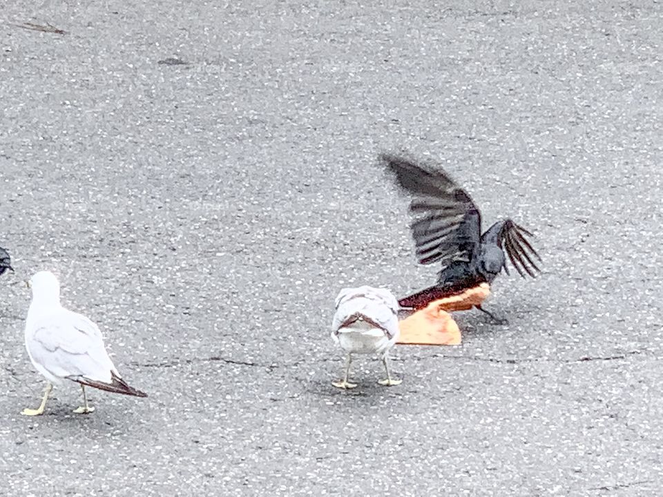 Fighting seagulls