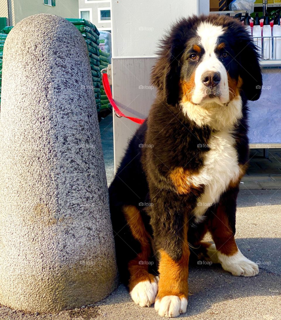 Большой швейцарский зенненхунд , Greater Swiss Mountain Dog , They resemble the Appenzeller Mountain Dog breed, but still have certain differences.