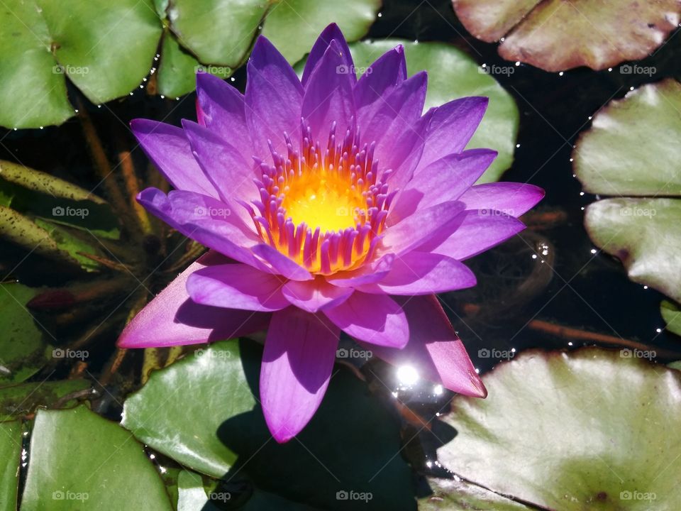 water lily