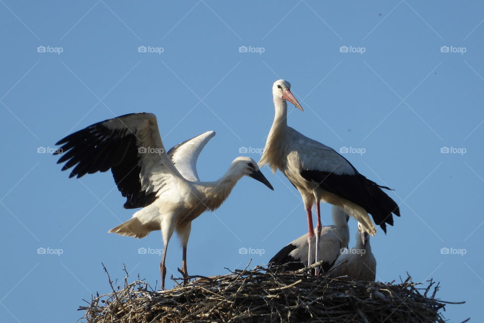 first flight tests young stork - stork nest - 