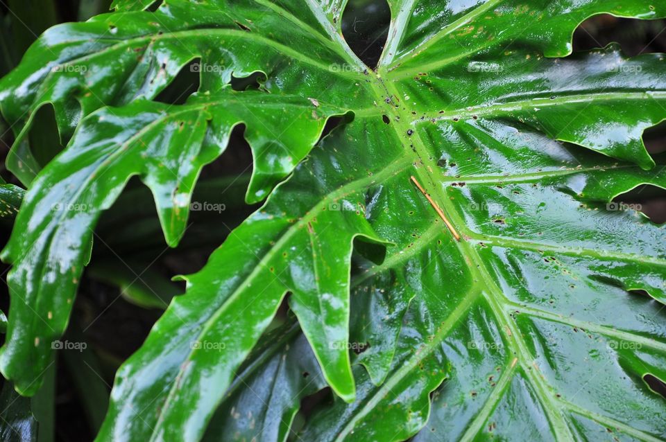 The monstera deliciosa leaf. The wet leaf. Also known fruit salad plant, ceriman, swiss cheese plant, cheese plant, monster fruit, monsterio delicio, Mexican breadfruit, windowleaf, and Penglai banana. 