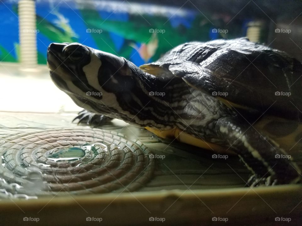 Turtle, Reptile, Shell, Tortoise, Nature