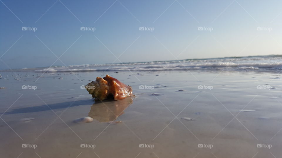 Florida fighting conch