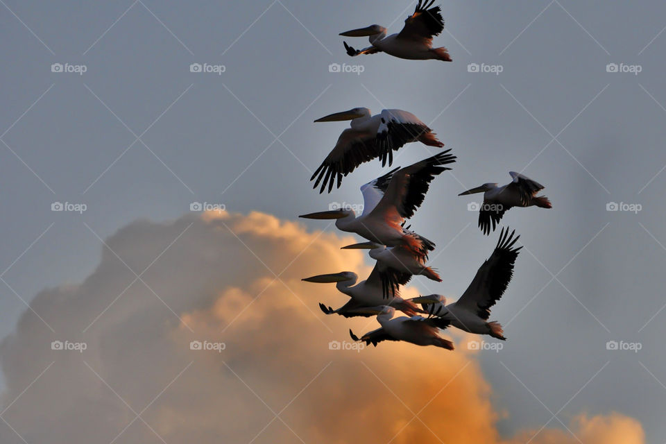 The migration of pelicans