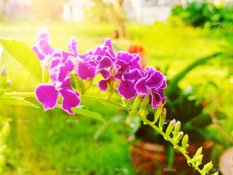 Golden dew drop. The golden dew drop in the garden