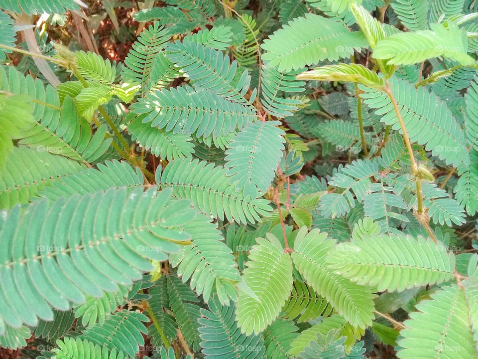Mimosa pudica is weed grows in tropical climates and contains toxins that can inhibit the growth of agricultural