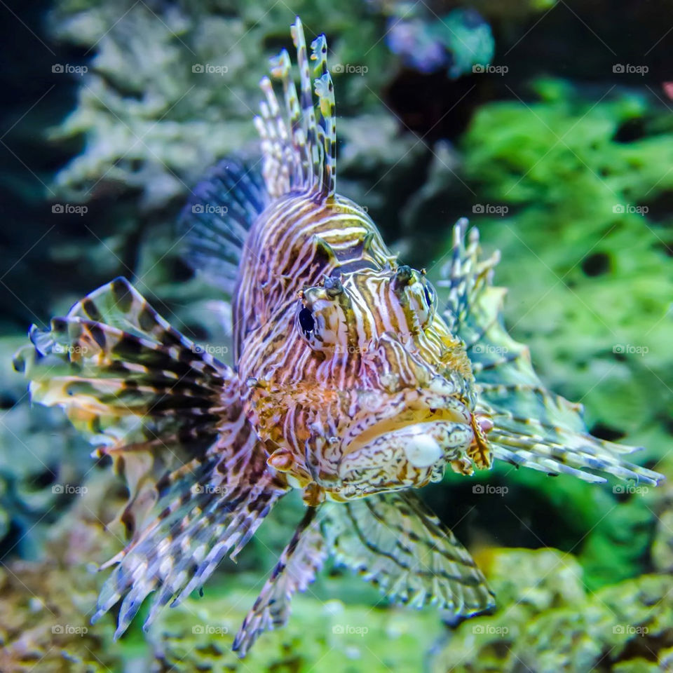 lion fish