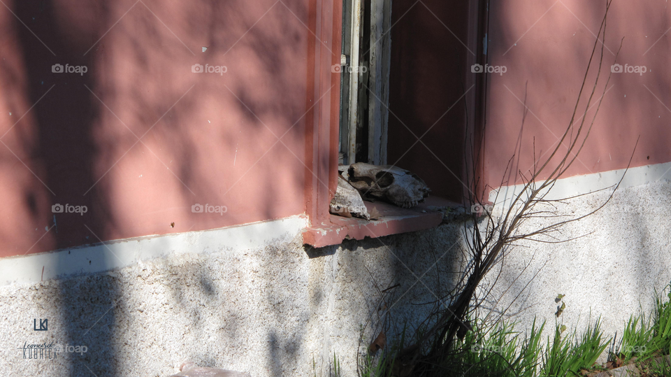 REMAINS OF ANIMAL MANIFESTATIONS [ LK ] RESTOS DE MANIFESTACIONES ANIMALES