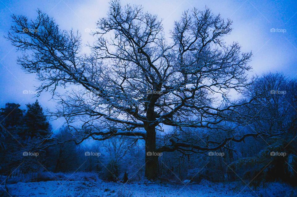 Snowy oak at night