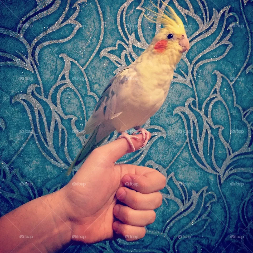 Parrot 