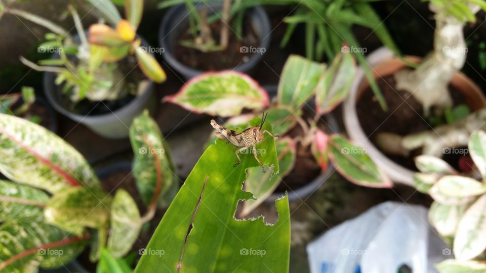 grasshopper on a leaf