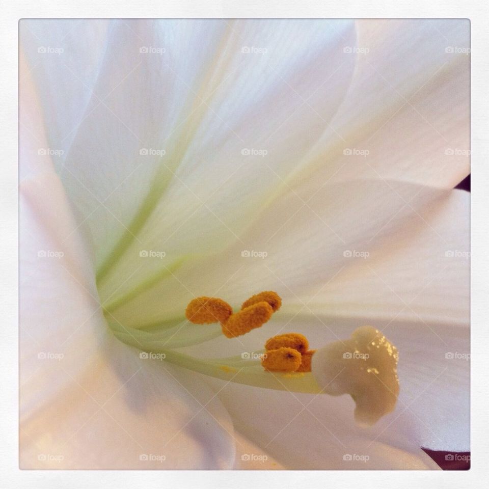 White Flower