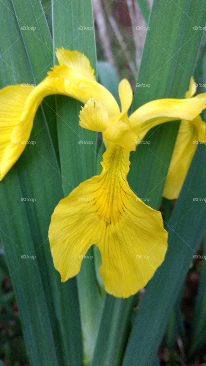 yellow Iris 3