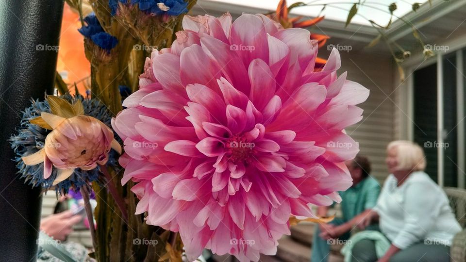 Big Pink Flower
