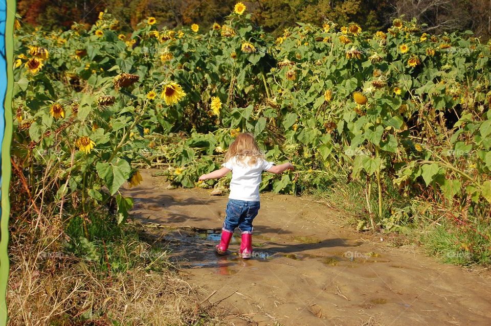 Sunflower patch puddles 