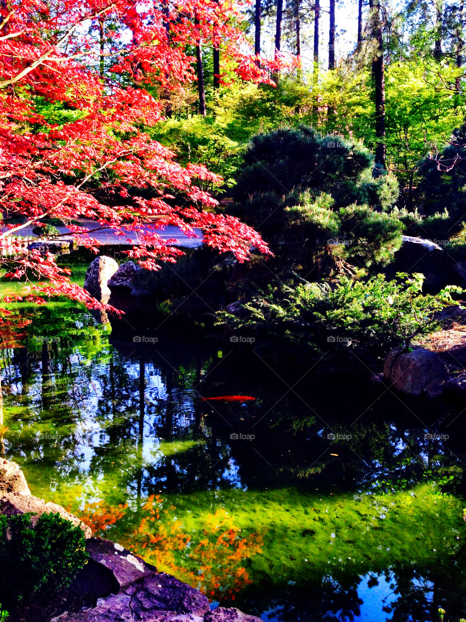 Japanese Garden and koi pond