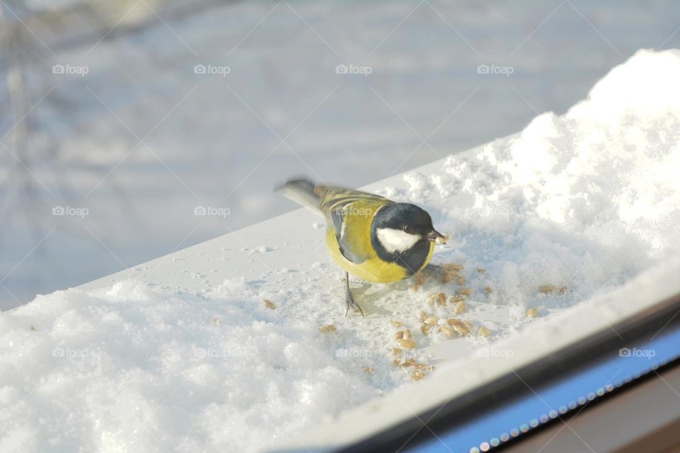 small bird eating seeds on a window winter nature