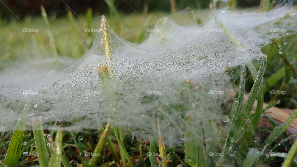 Amazing Spiderweb