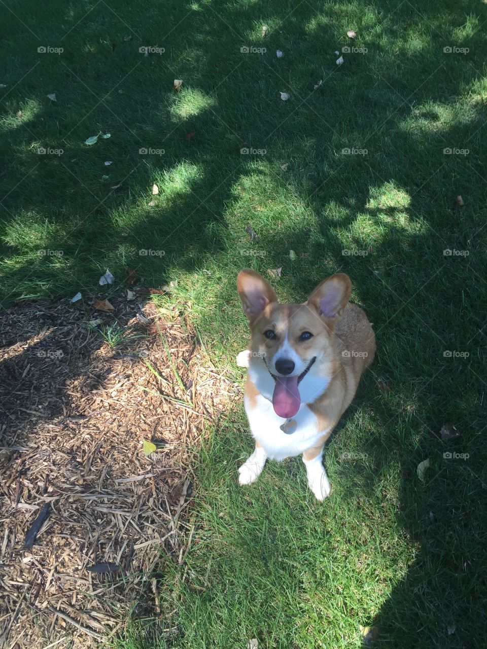 Corgi under a tree 