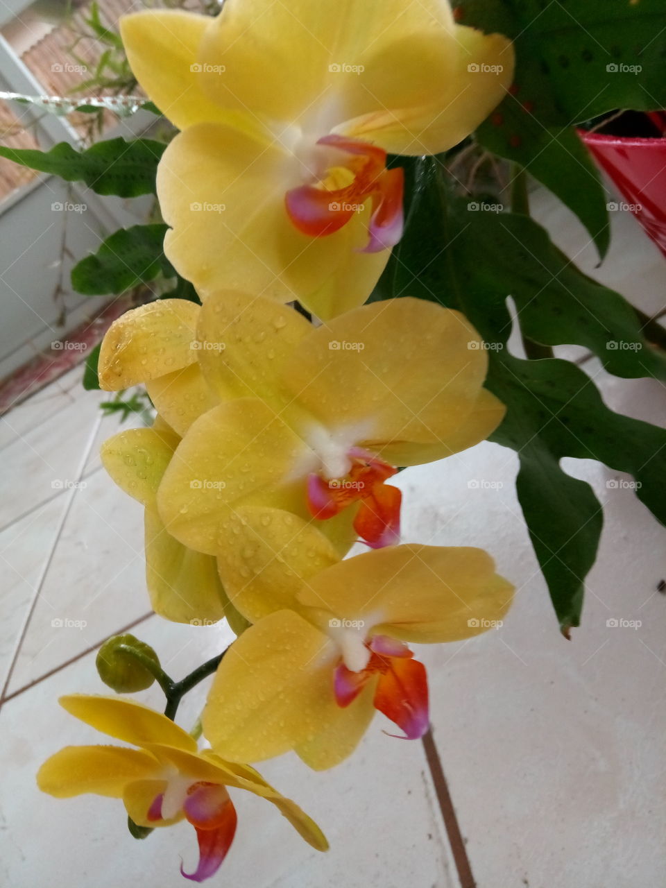 combined colors yellow white and red orchids Orlando