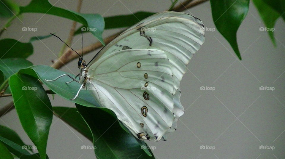 wings of white