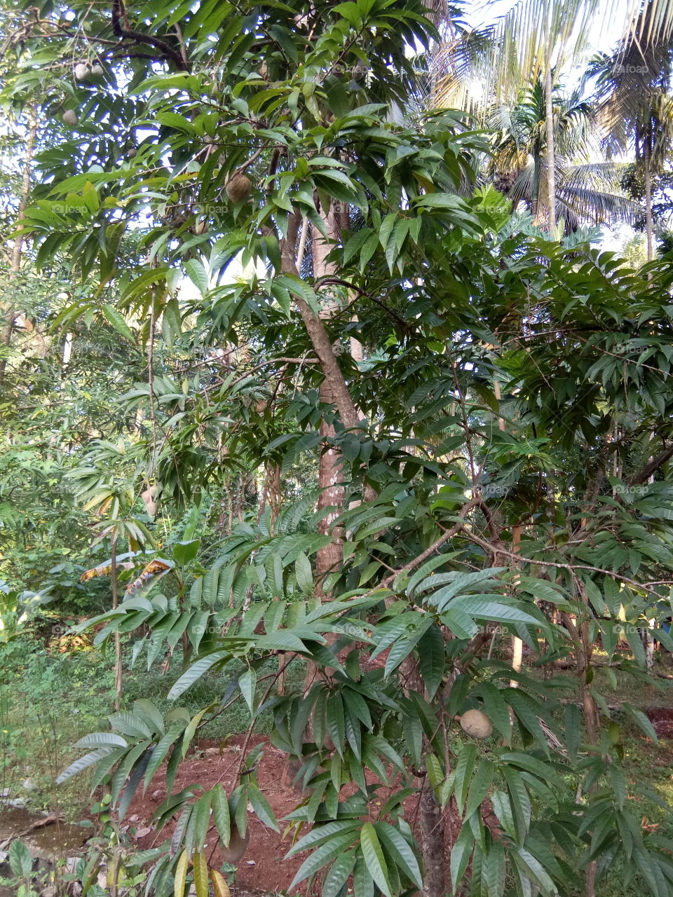 Custard apple Plant