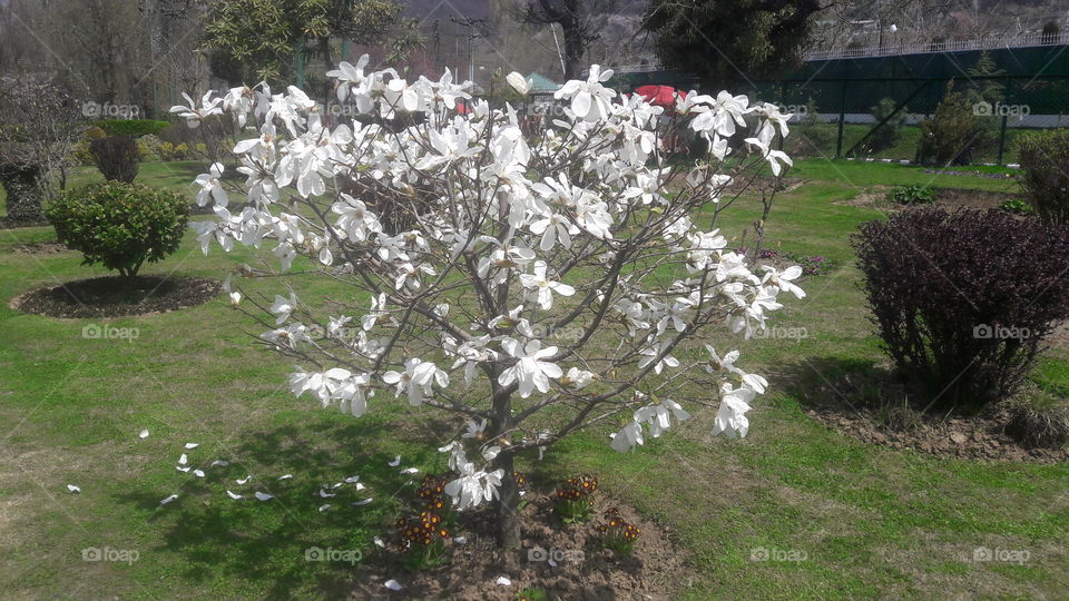Mughal Garden Srinagar