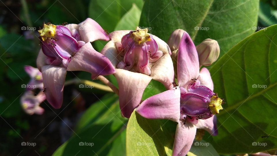 Milkweed, Madar, Crown Flower, Pesticides, stimulants, chewing gum, stomach ache, poisons, swelling preventive. Useful in spleen, spinal cord, edema, haemorrhoids, worms and respiratory problems. Its flower is thought to be beneficial for diabetics.
