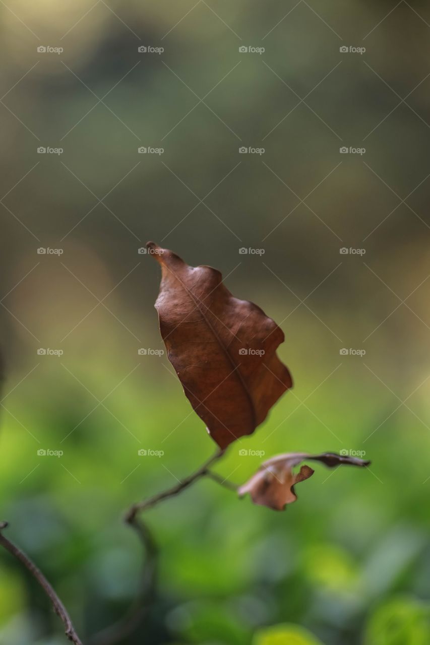 Leaf
A closeup click of a leaf in garden.