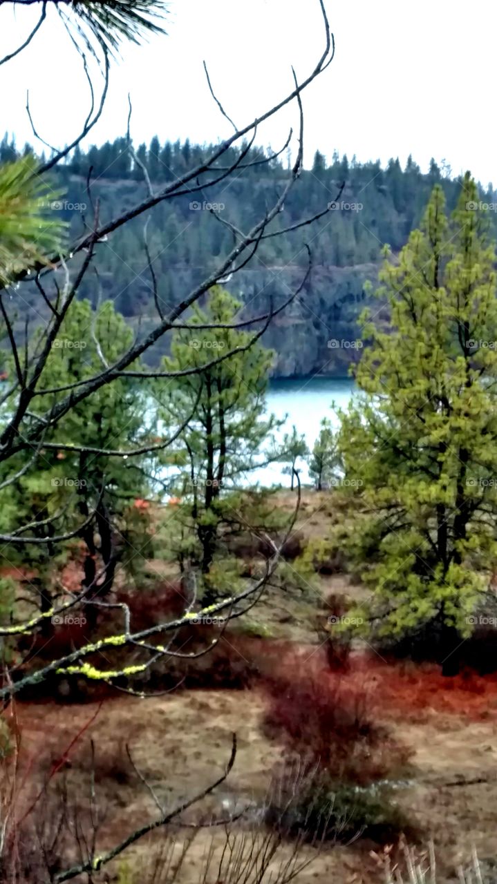 beautiful haunted forest