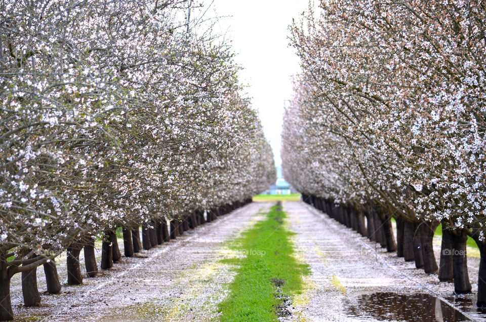 Spring orchard