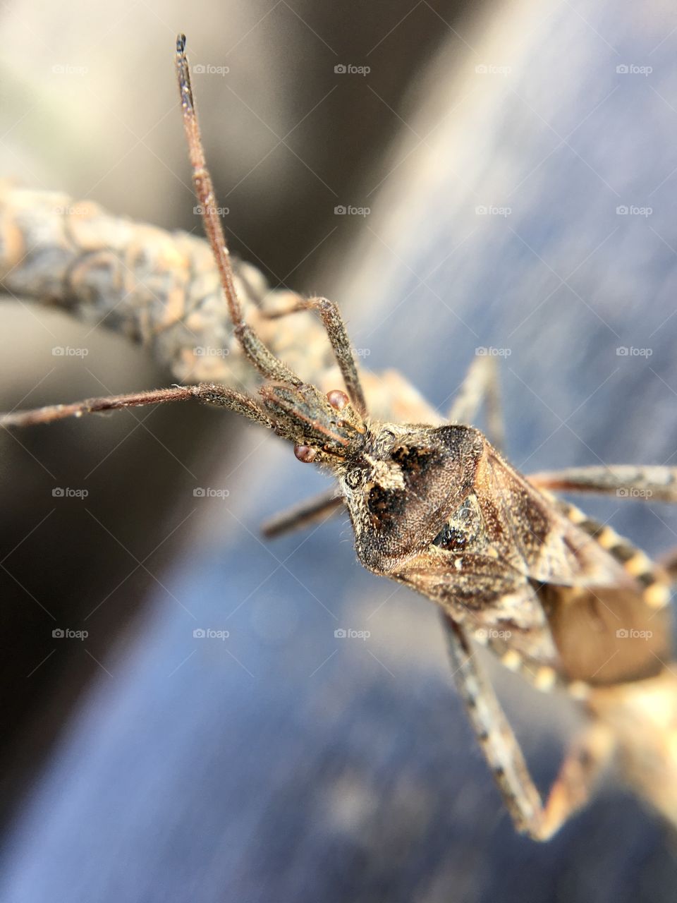 Macro beetle on blue background 