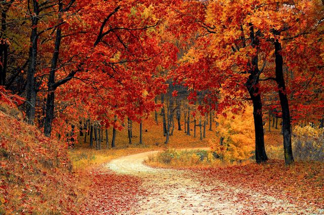 Beautiful maple forest natural landscape