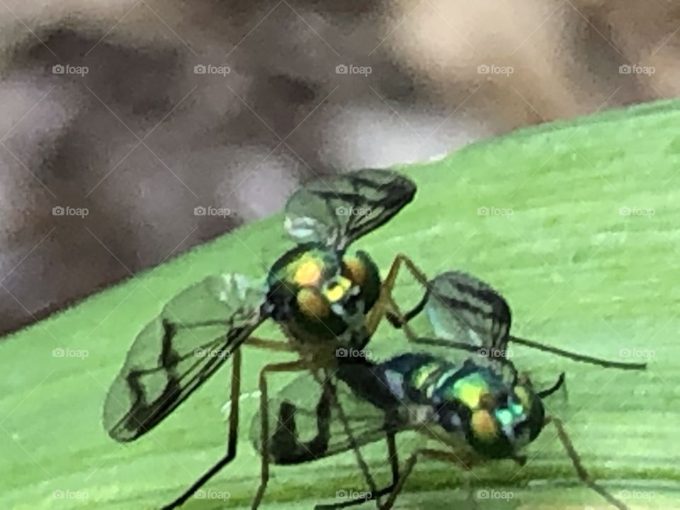 Its spring.  Mating flies