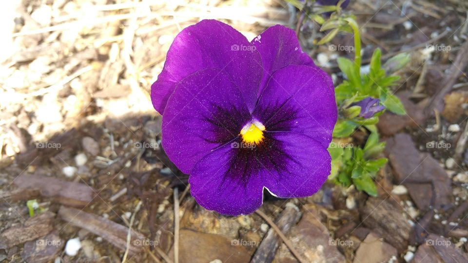 Violet. A beautiful purple wild violet, personally I love wildflowers.