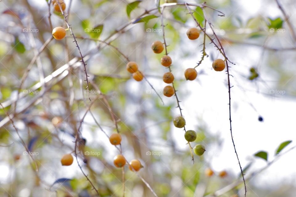 Small and wild fruits, tiny, sunny day, park and good background
