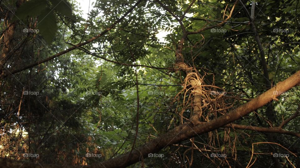 A Unique Vine/Tree