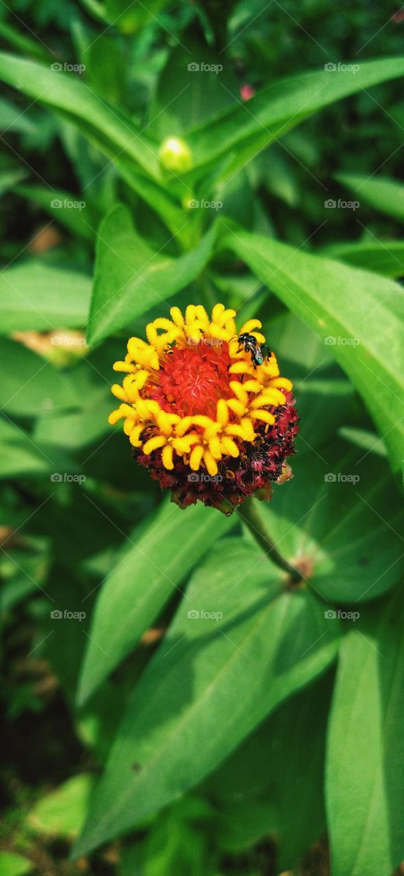 A little bee perches on a flower that is starting to bloom