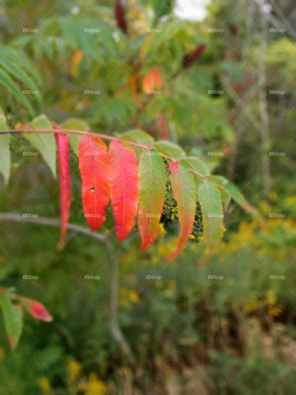 leafs turning red