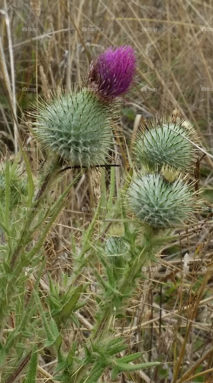 weeds - thistle ??