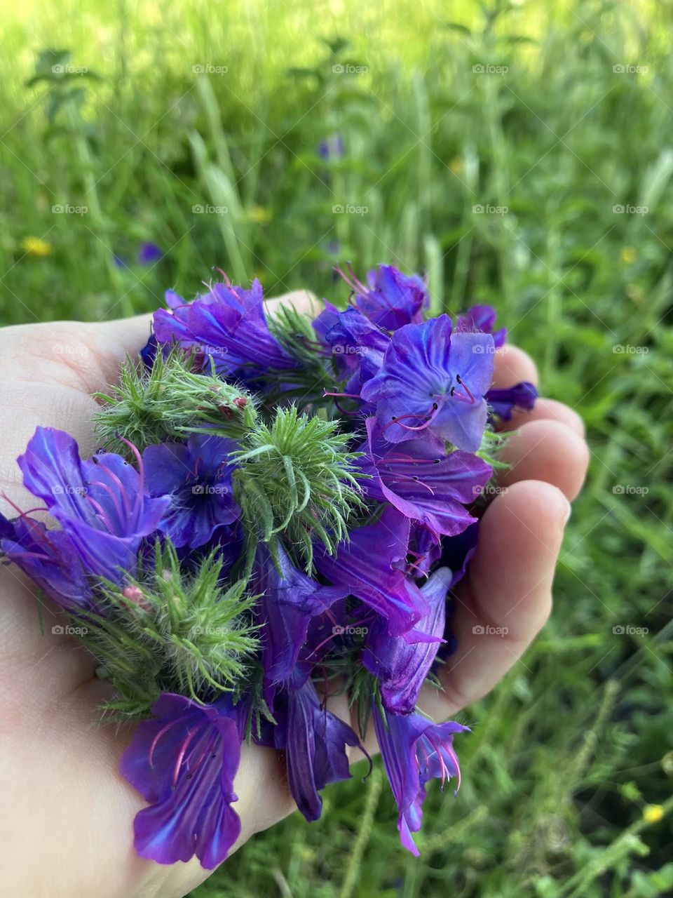 Blue flowers in hand