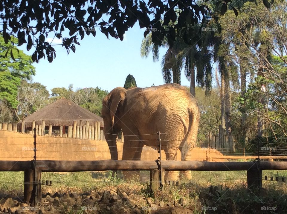 Elefante Africano - Zoológico São Paulo - Brasil 
